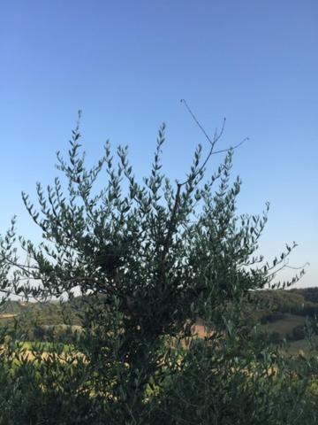 Casa Natura ซานจีมิญญาโน ภายนอก รูปภาพ
